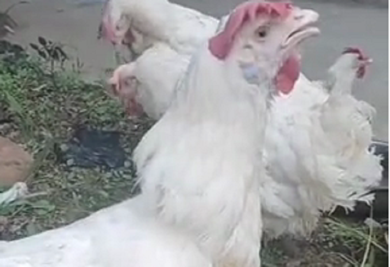 雞呼吸道疾病癥狀之一