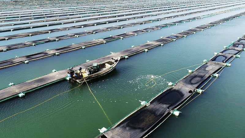 海參規(guī)模養(yǎng)殖