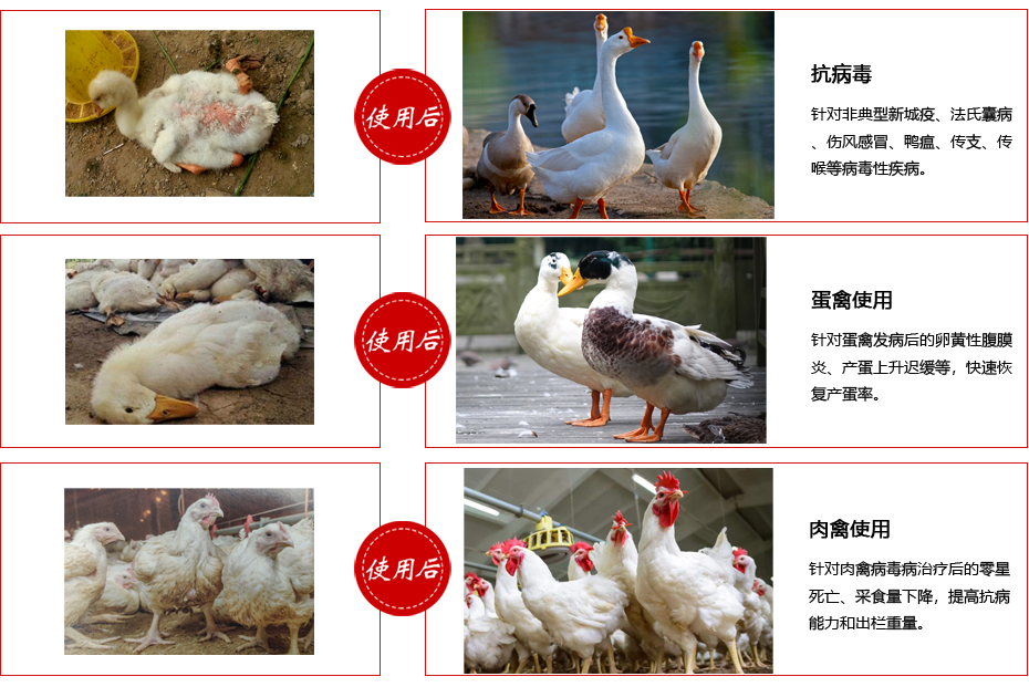 芪抗增免散使用對(duì)比