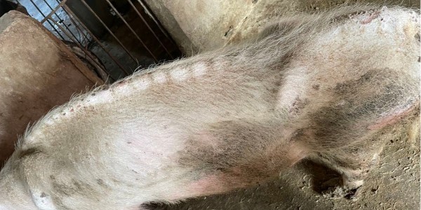 母豬越來越瘦不長肉是什么原因