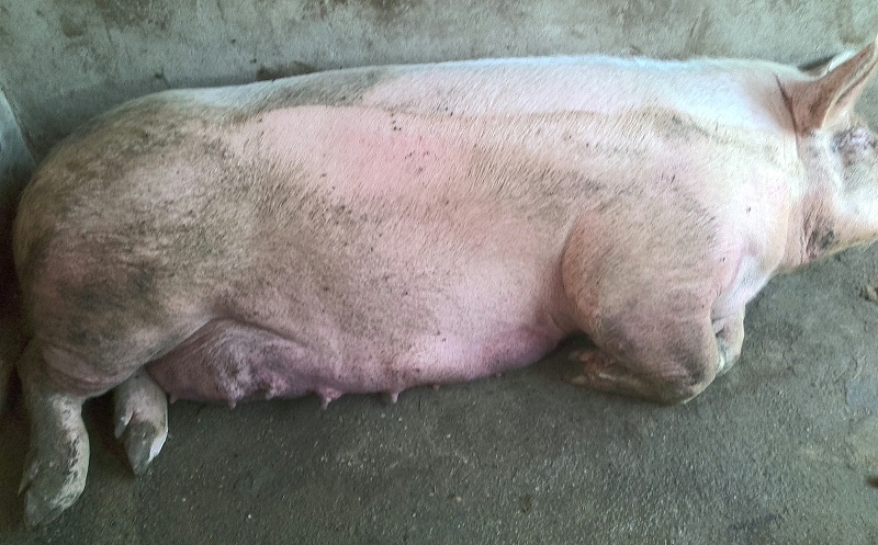 母豬流產后怎么辦