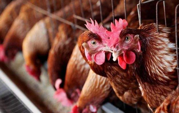 雞群冷應(yīng)激引起的呼吸道疾病