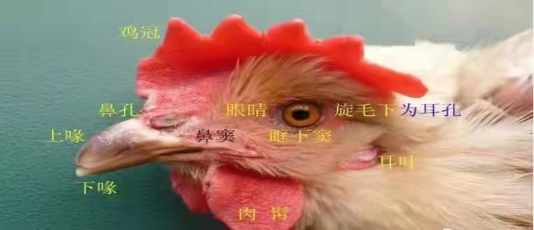 如何通過雞頭部臉部盡早發現疾病