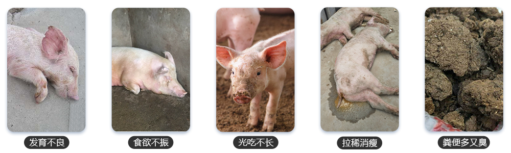 常見的養殖問題