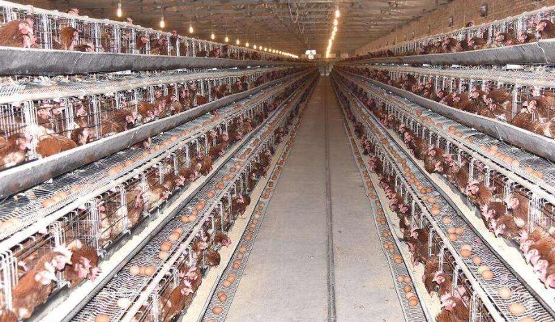 冬季籠養雞的通風技巧