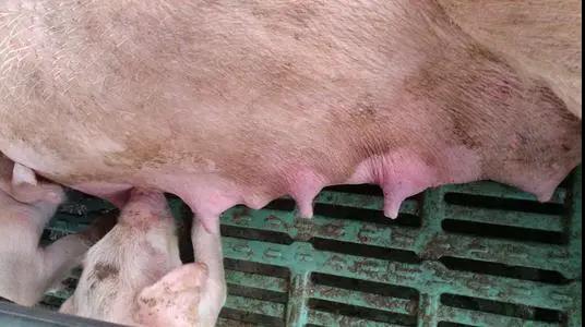 母豬產(chǎn)后無乳