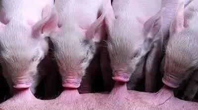 母豬產(chǎn)后無乳