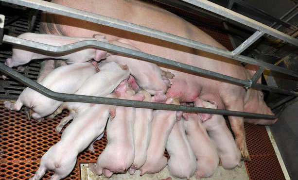 仔豬黃白痢怎么辦