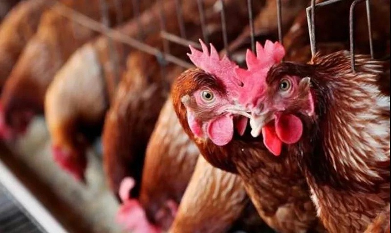 冷應激引起的雞呼吸道