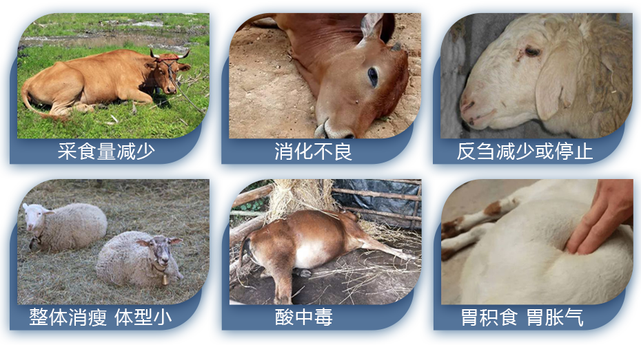 牛羊養殖中常見問題