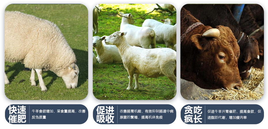 牛羊飼料添加劑牛羊膘得壯產品功效