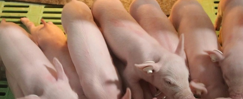 剛買的小豬怎么養