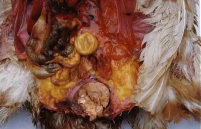 蛋雞卵黃性腹膜炎