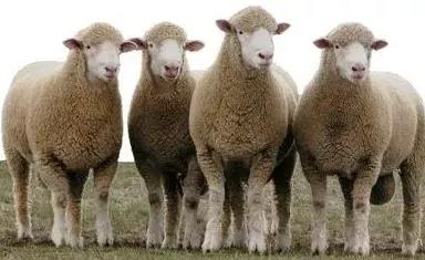 羊驅蟲的正確方法