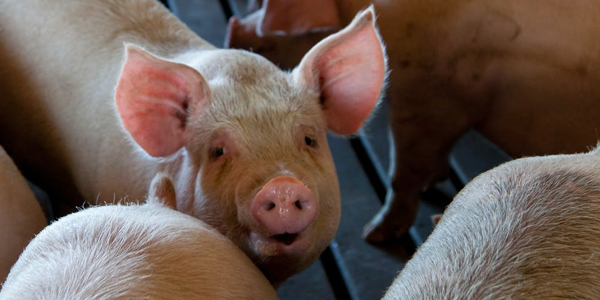 母豬配不上種怎么辦