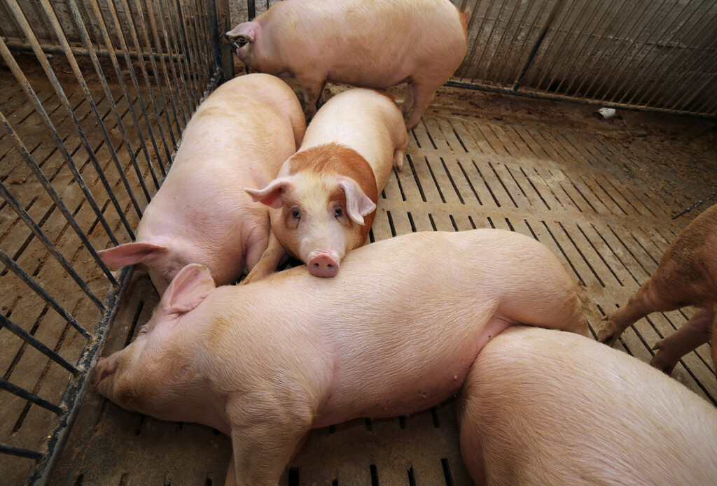 正確認識非洲豬瘟，不要被輿論嚇到