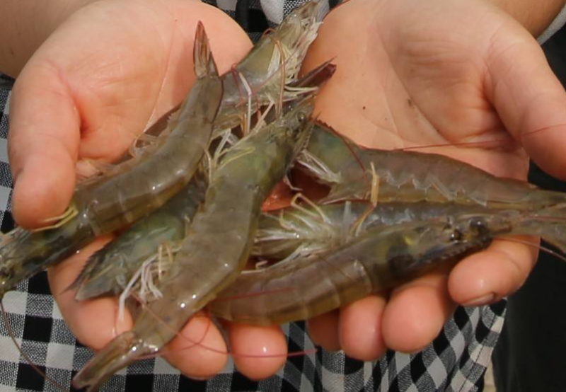 南美白對蝦養殖