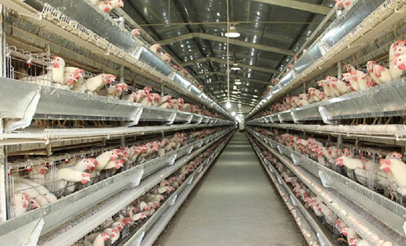 天氣降溫，養(yǎng)殖場如何預(yù)防雞群的應(yīng)激反應(yīng)？