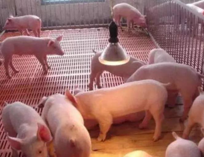 保育豬養(yǎng)殖知識