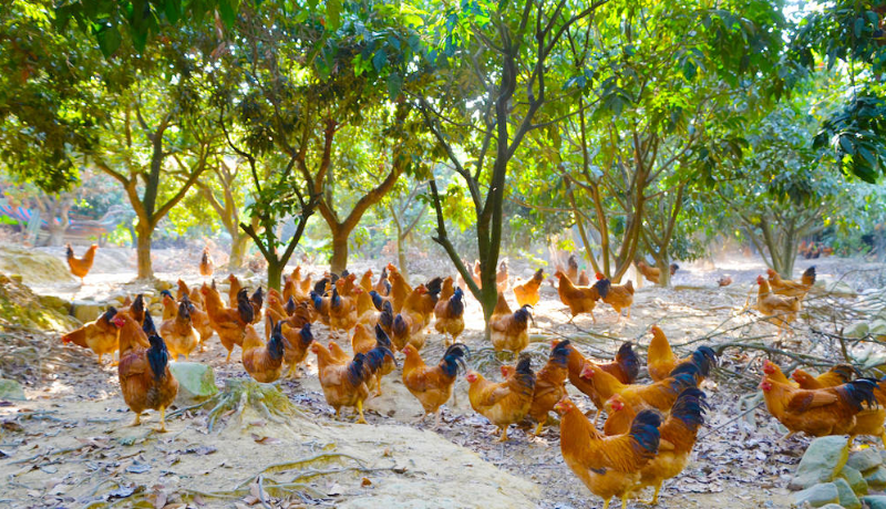借助飼料添加劑生態(tài)養(yǎng)殖
